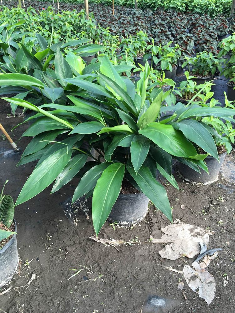 alpinia-zerumbet-shell-ginger-green