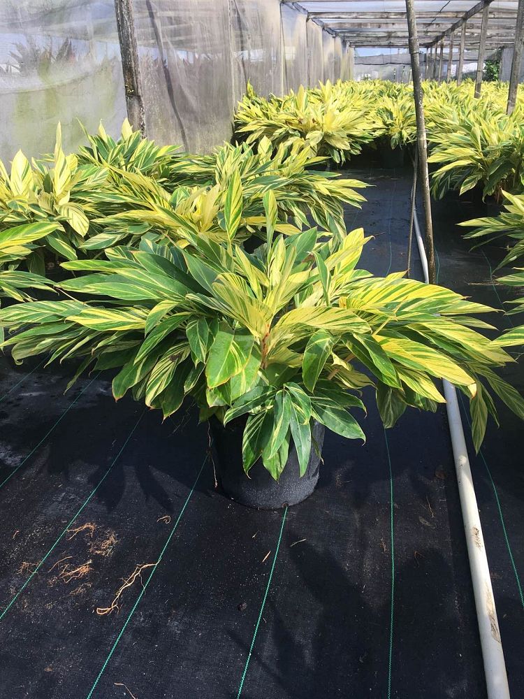 alpinia-zerumbet-shell-ginger-green