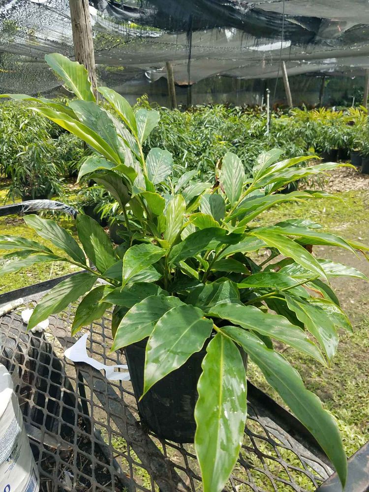 alpinia-zerumbet-shell-ginger-green