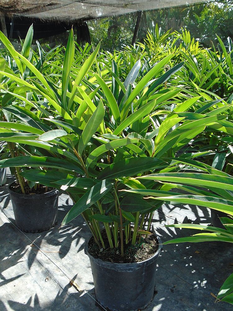 alpinia-zerumbet-shell-ginger-green
