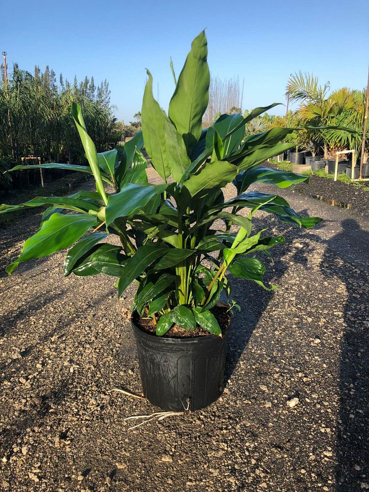 alpinia-zerumbet-shell-ginger-green