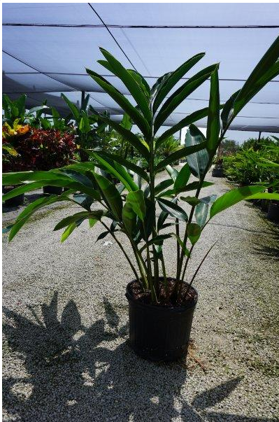 alpinia-zerumbet-shell-ginger-green