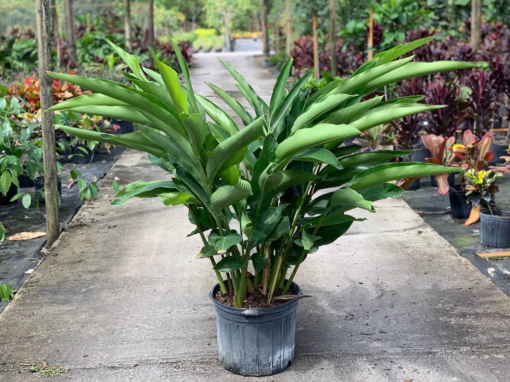 alpinia-zerumbet-shell-ginger-green
