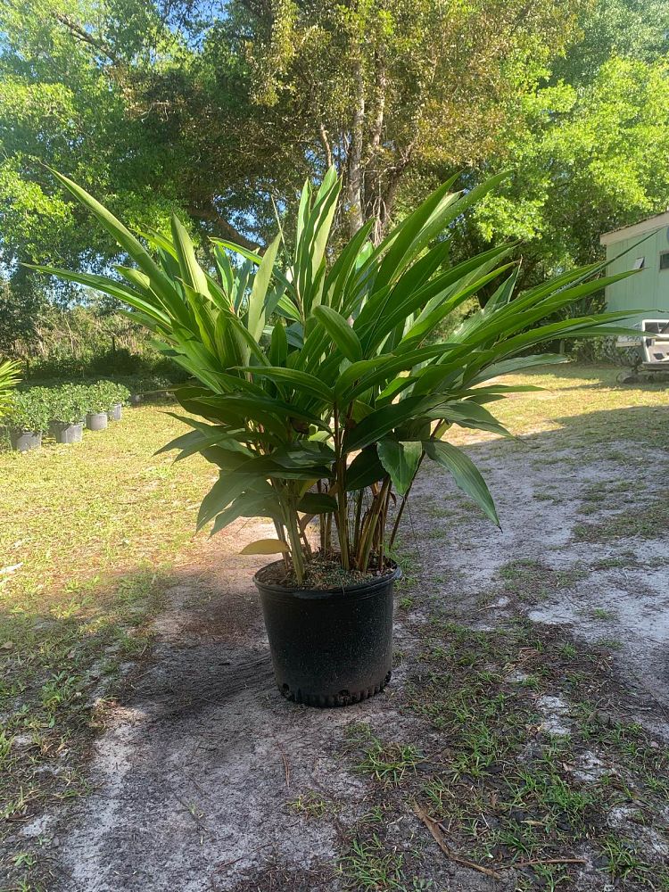 alpinia-zerumbet-shell-ginger-green