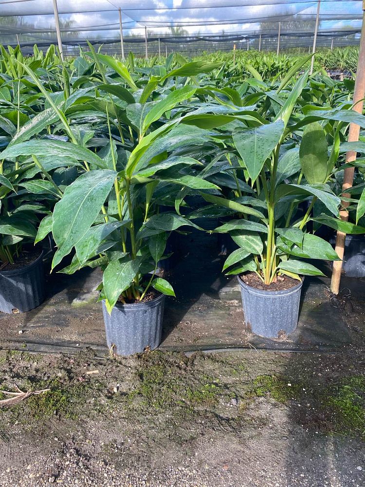 alpinia-zerumbet-shell-ginger-green