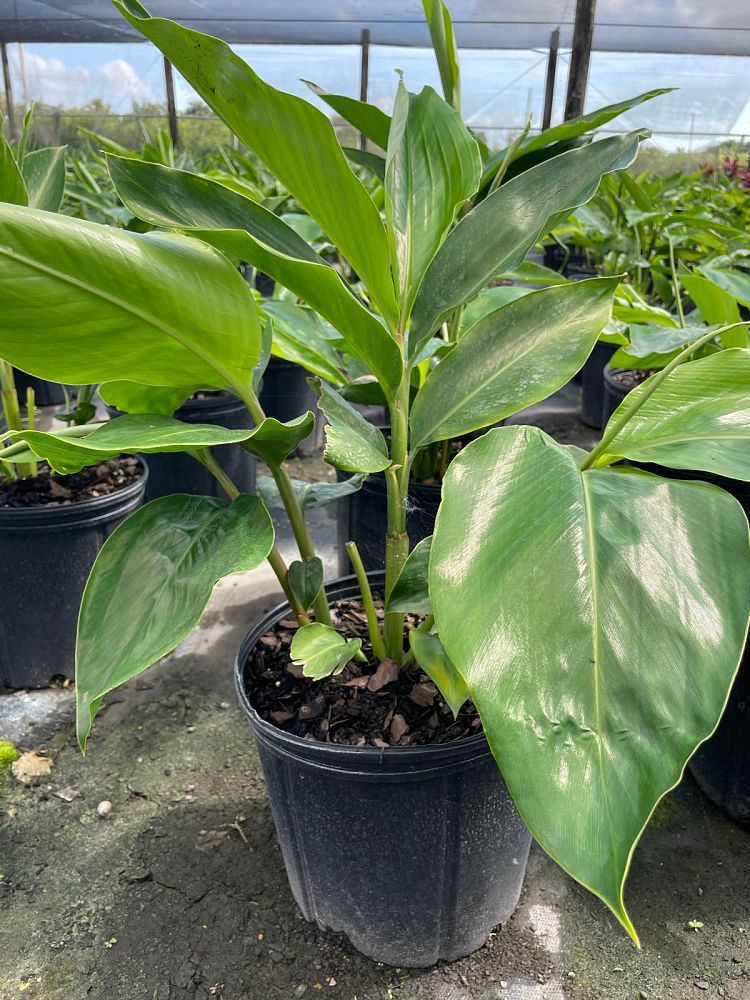 alpinia-zerumbet-shell-ginger-green