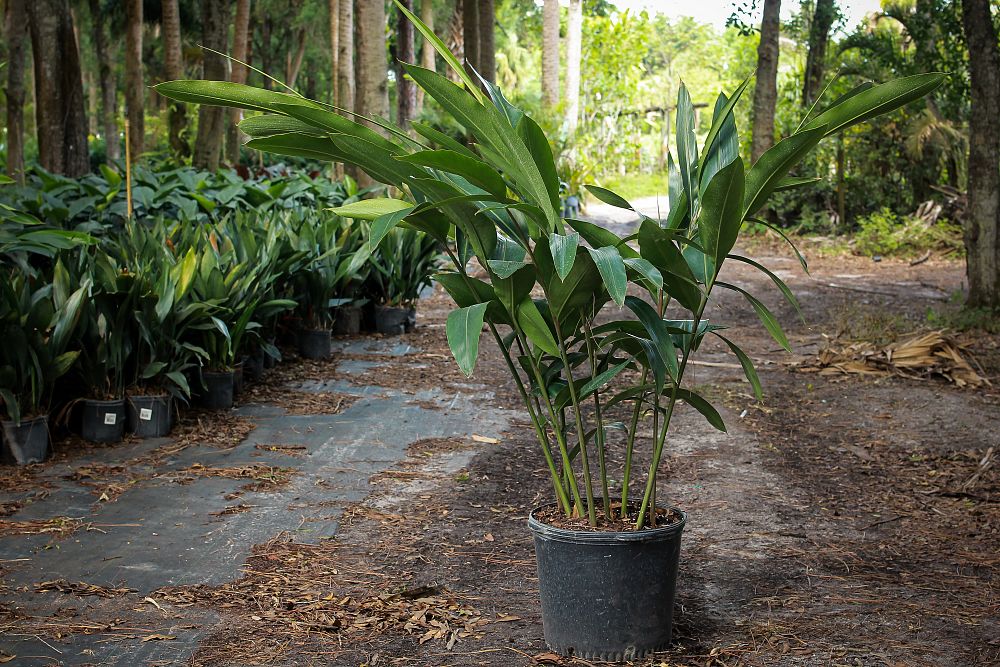 alpinia-zerumbet-shell-ginger-green