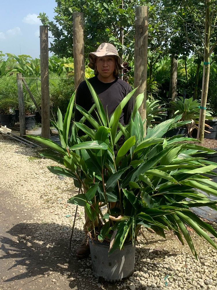 alpinia-zerumbet-shell-ginger-green