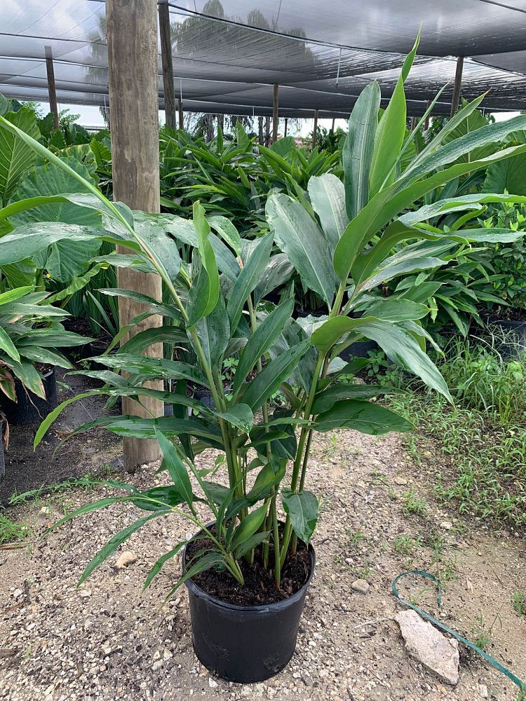 alpinia-zerumbet-shell-ginger-green