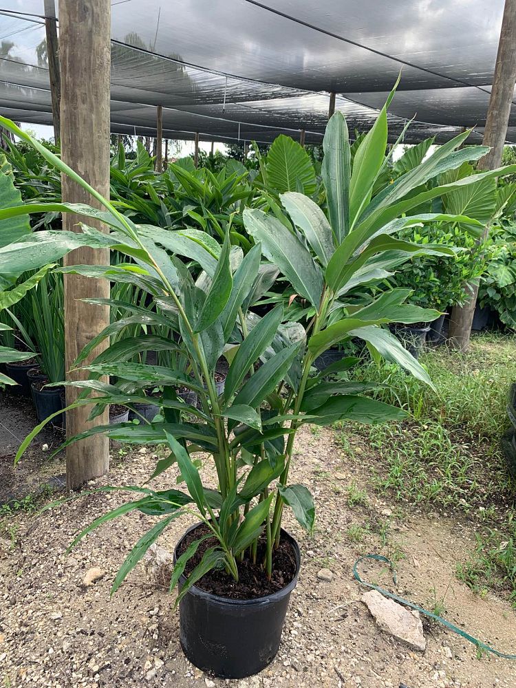 alpinia-zerumbet-shell-ginger-green