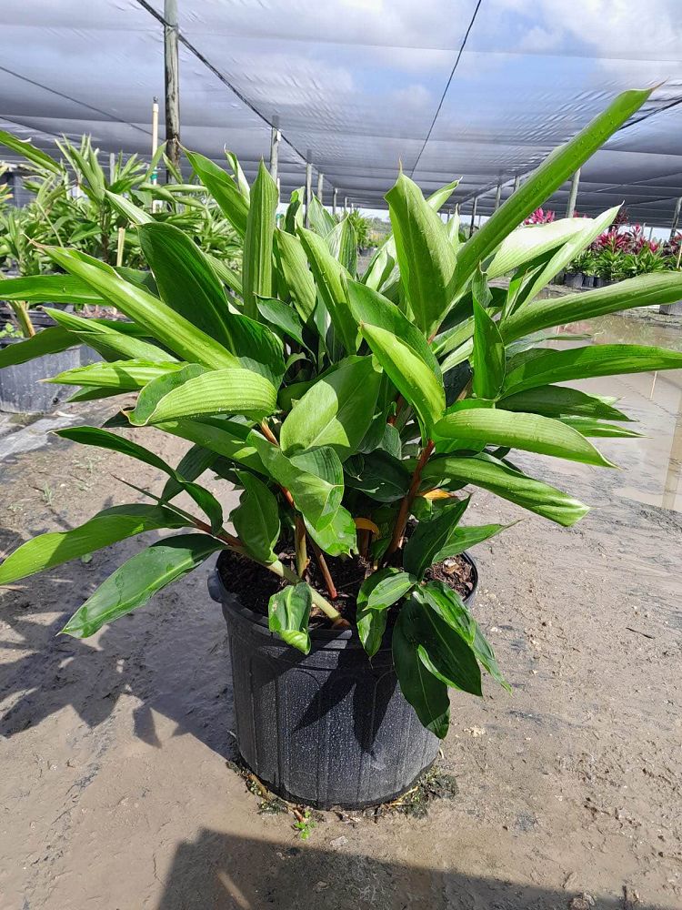 alpinia-zerumbet-shell-ginger-green