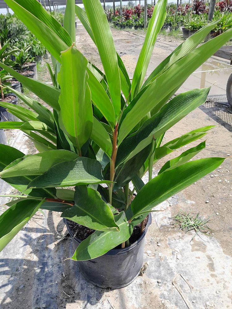 alpinia-zerumbet-shell-ginger-green