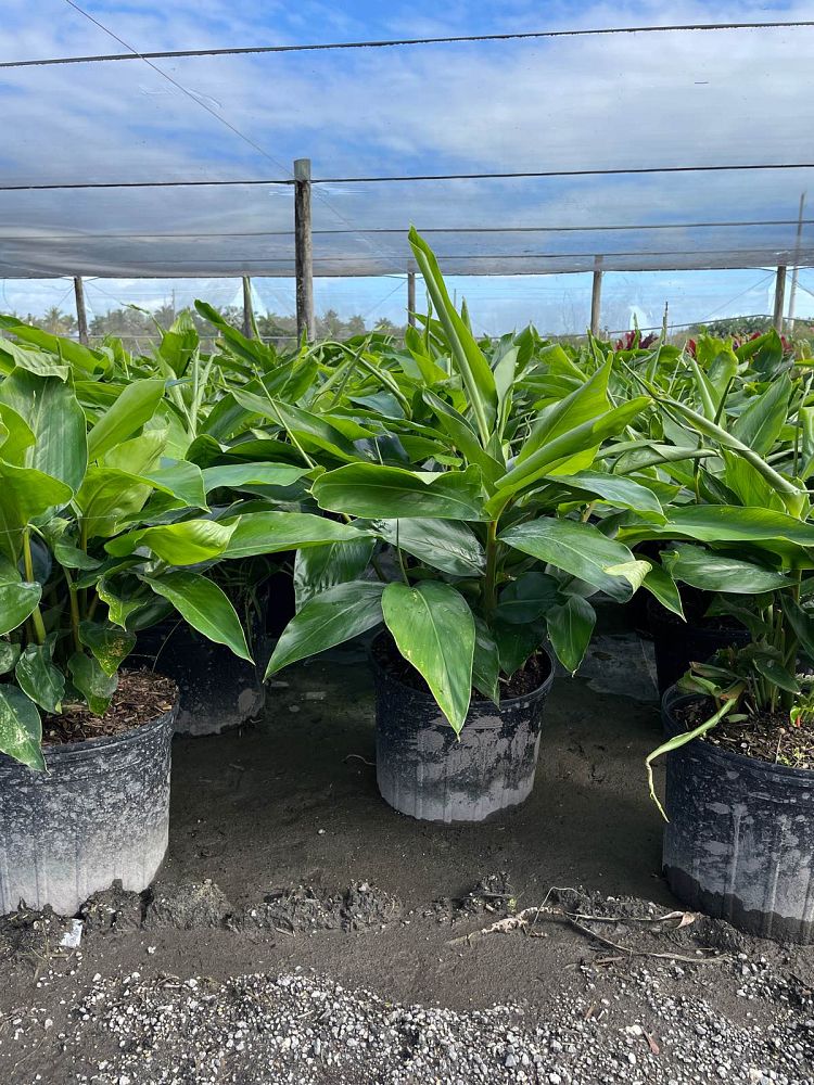 alpinia-zerumbet-shell-ginger-green