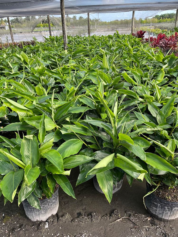 alpinia-zerumbet-shell-ginger-green