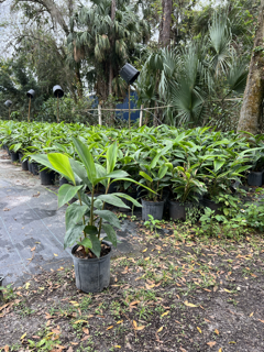 alpinia-zerumbet-shell-ginger-green