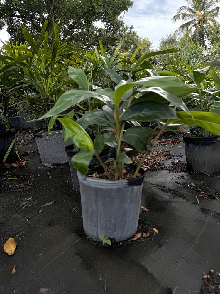 alpinia-zerumbet-shell-ginger-green