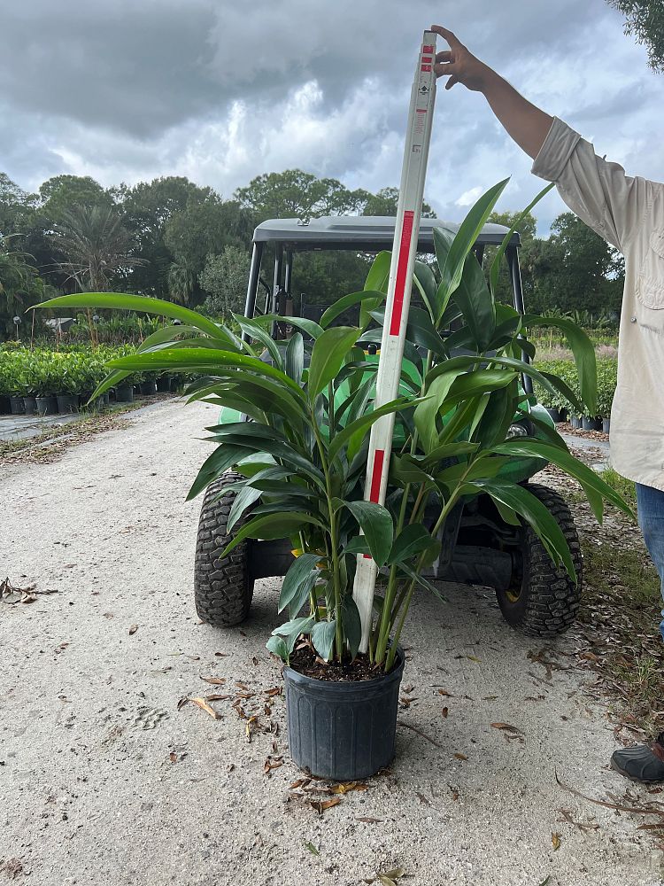 alpinia-zerumbet-shell-ginger-green