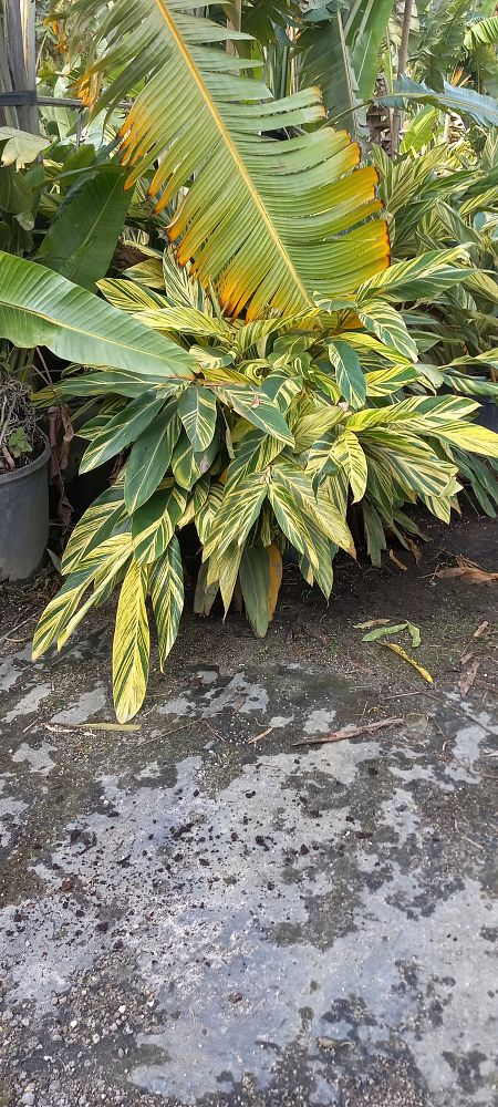 alpinia-zerumbet-shell-ginger-green