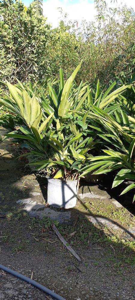 alpinia-zerumbet-shell-ginger-green
