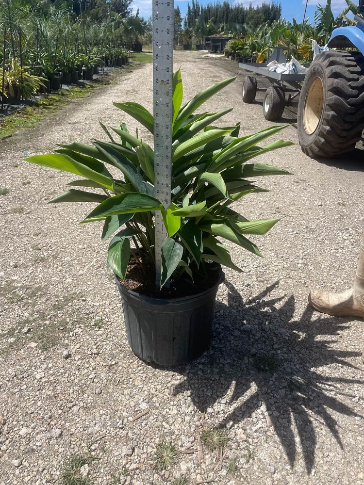 alpinia-zerumbet-shell-ginger-green