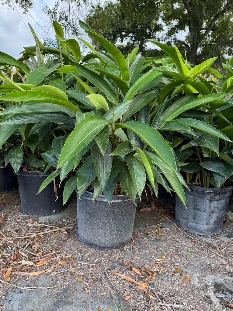 alpinia-zerumbet-shell-ginger-green
