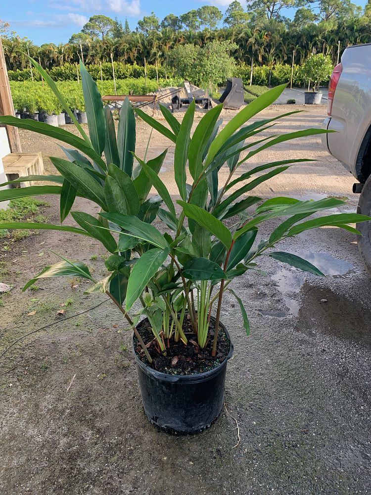 alpinia-zerumbet-shell-ginger-green