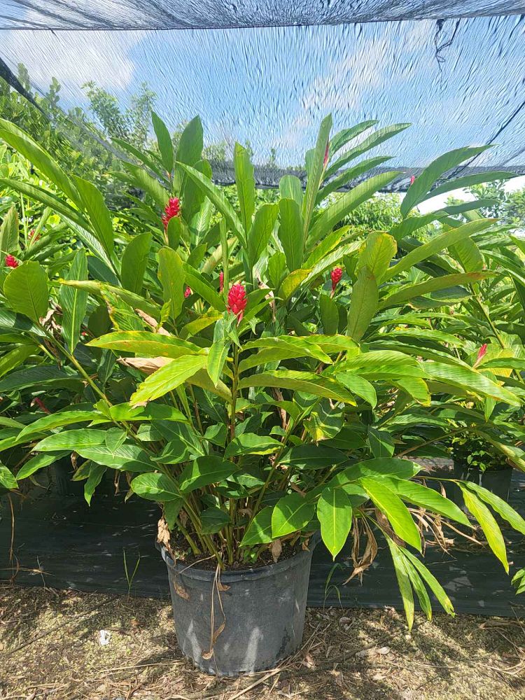 alpinia-zerumbet-shell-ginger-green