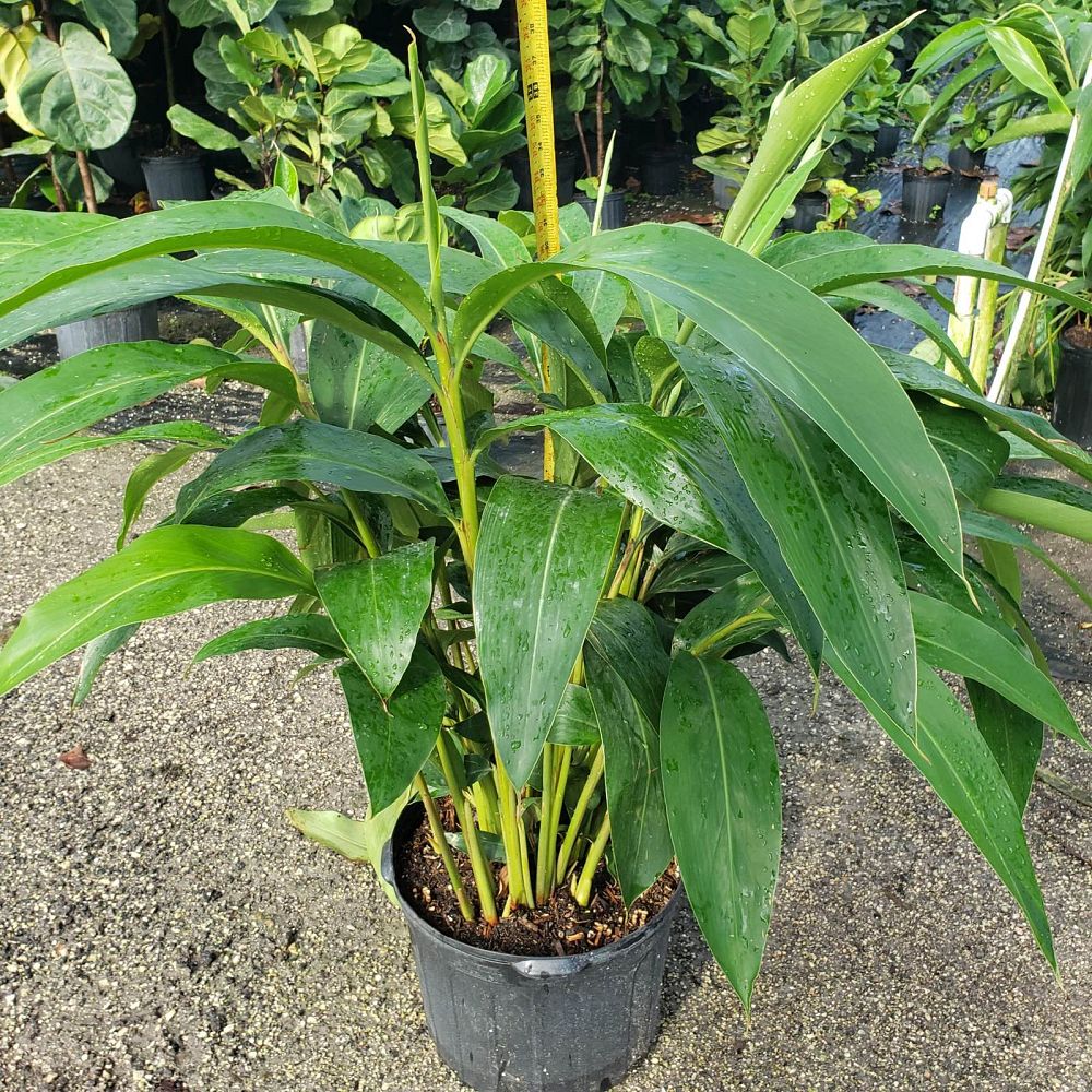 alpinia-zerumbet-shell-ginger-green