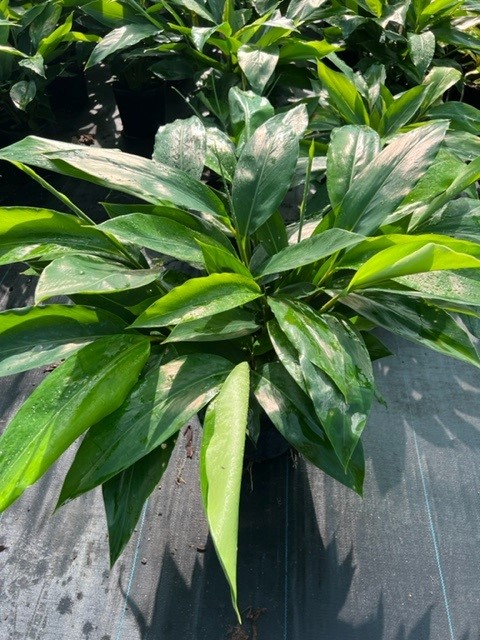 alpinia-zerumbet-shell-ginger-green