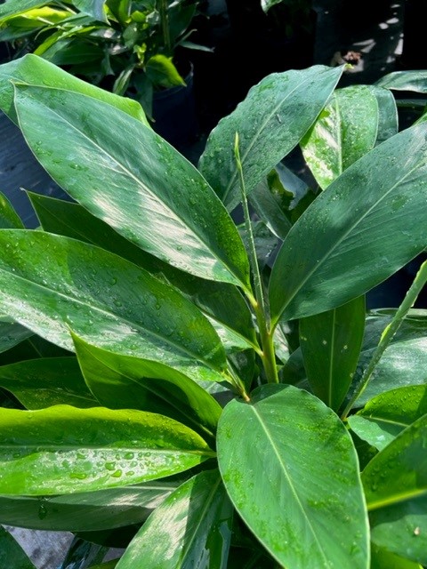 alpinia-zerumbet-shell-ginger-green