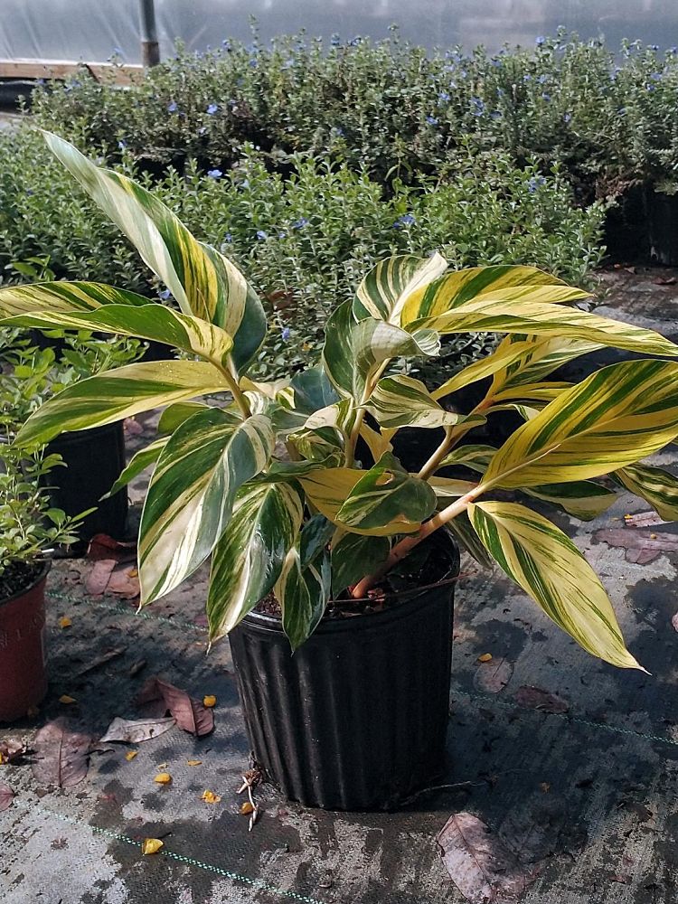 alpinia-zerumbet-shell-ginger-green