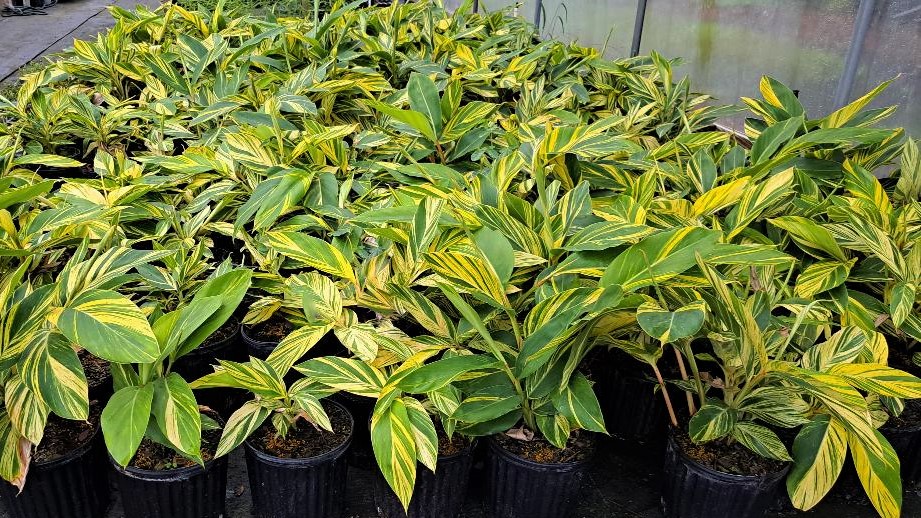 alpinia-zerumbet-shell-ginger-green