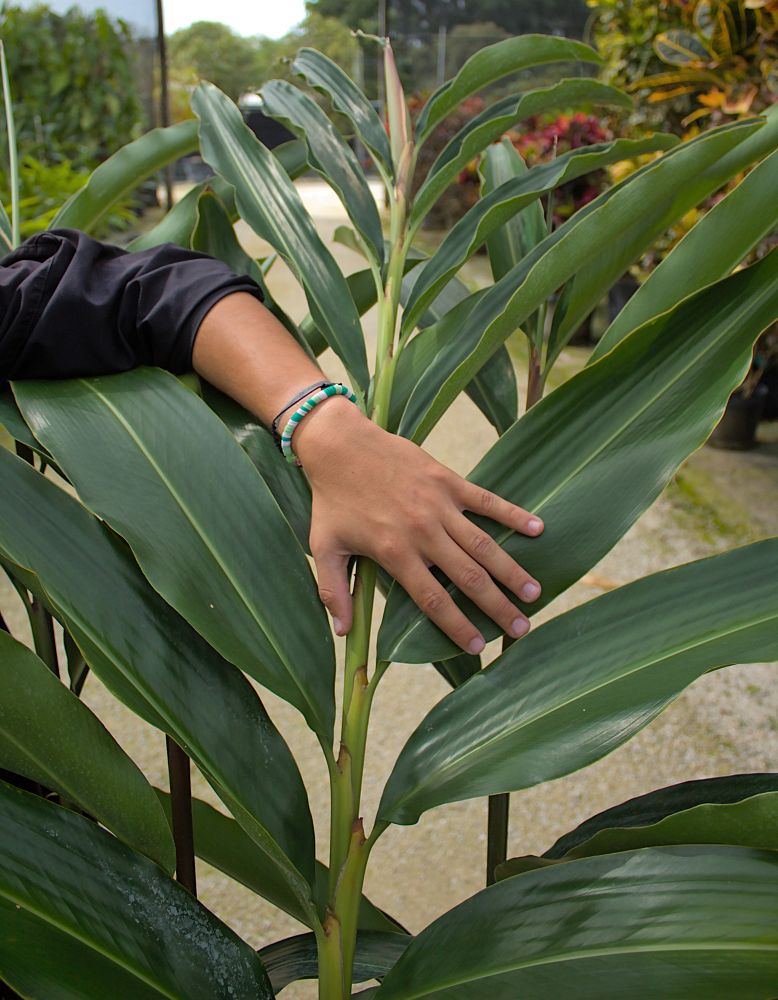 alpinia-zerumbet-shell-ginger-green