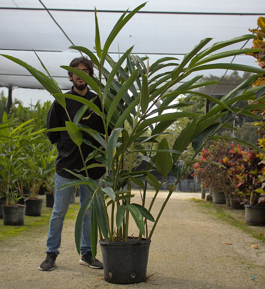 alpinia-zerumbet-shell-ginger-green