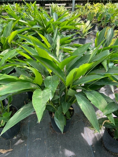 alpinia-zerumbet-shell-ginger-green