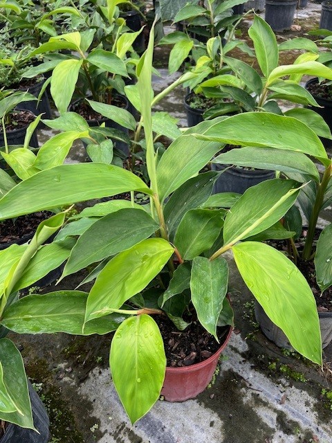 alpinia-zerumbet-shell-ginger-green