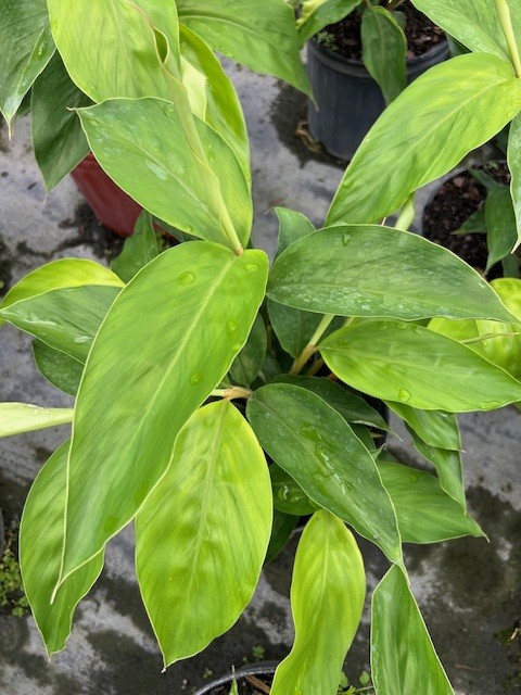 alpinia-zerumbet-shell-ginger-green