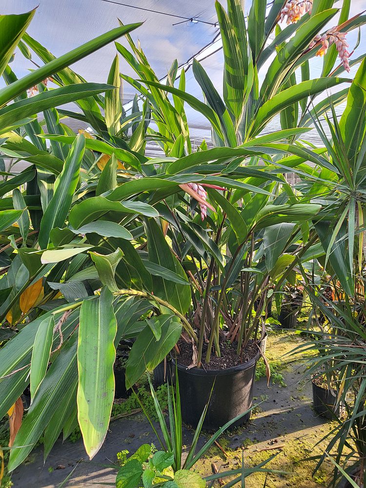 alpinia-zerumbet-shell-ginger-green