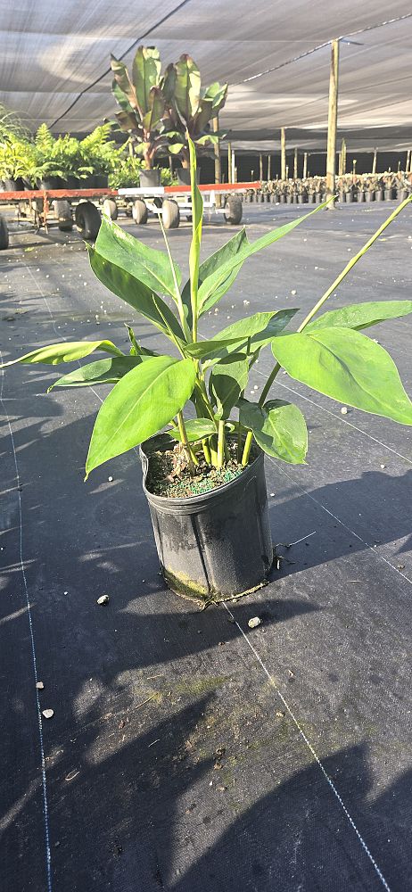 alpinia-zerumbet-shell-ginger-green
