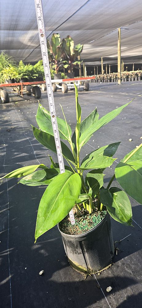 alpinia-zerumbet-shell-ginger-green