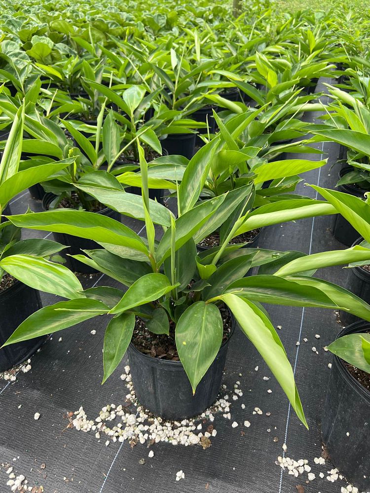 alpinia-zerumbet-shell-ginger-green