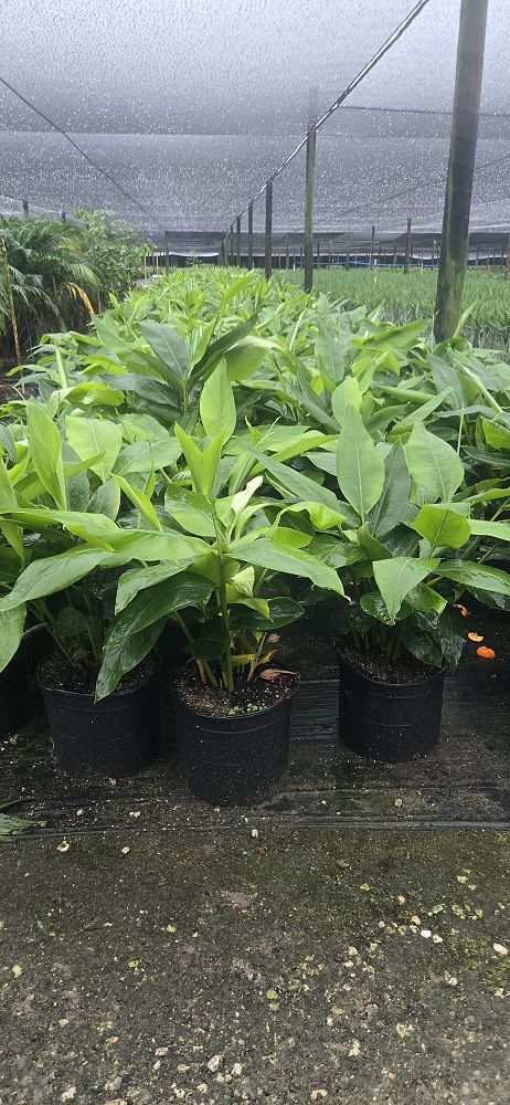 alpinia-zerumbet-shell-ginger-green