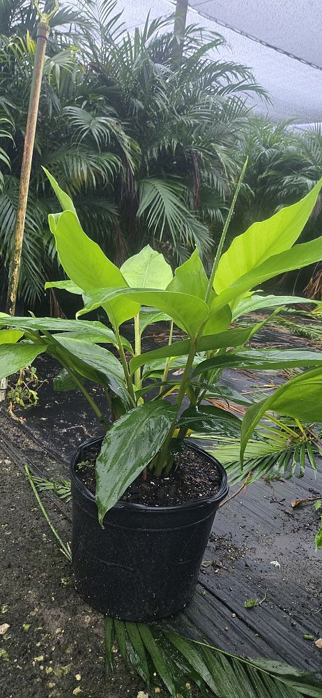 alpinia-zerumbet-shell-ginger-green