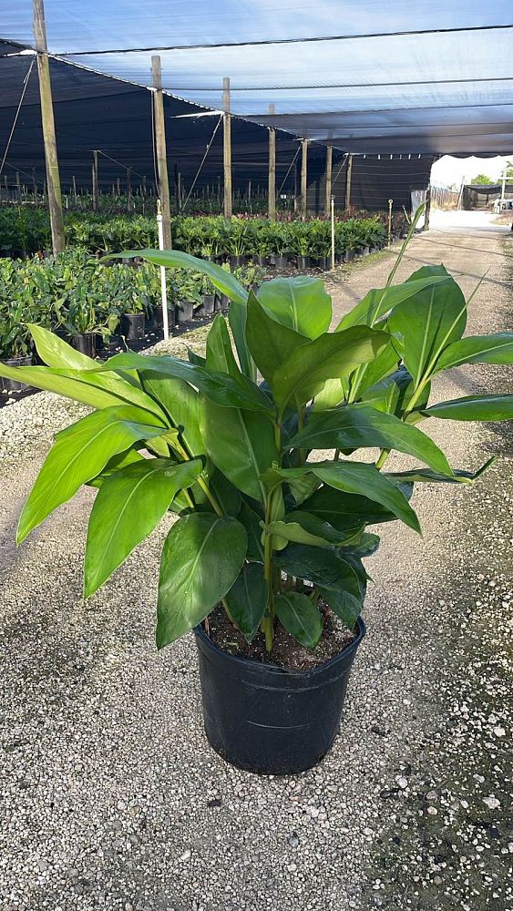 alpinia-zerumbet-shell-ginger-green