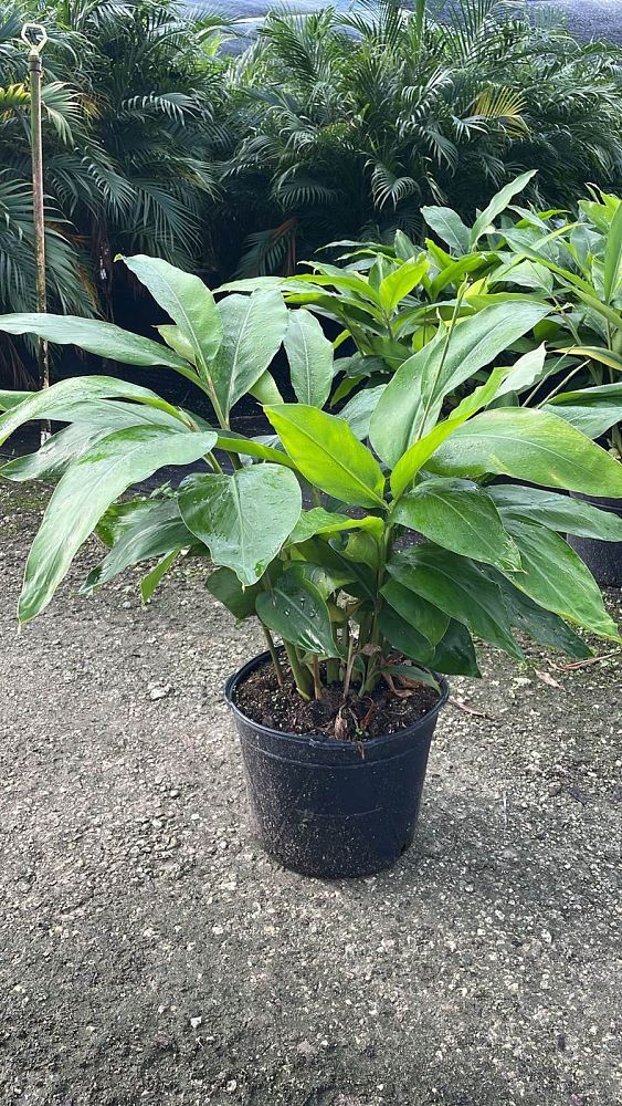 alpinia-zerumbet-shell-ginger-green
