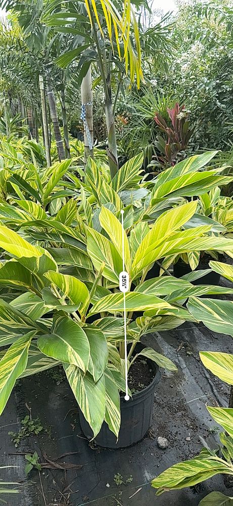 alpinia-zerumbet-shell-ginger-green
