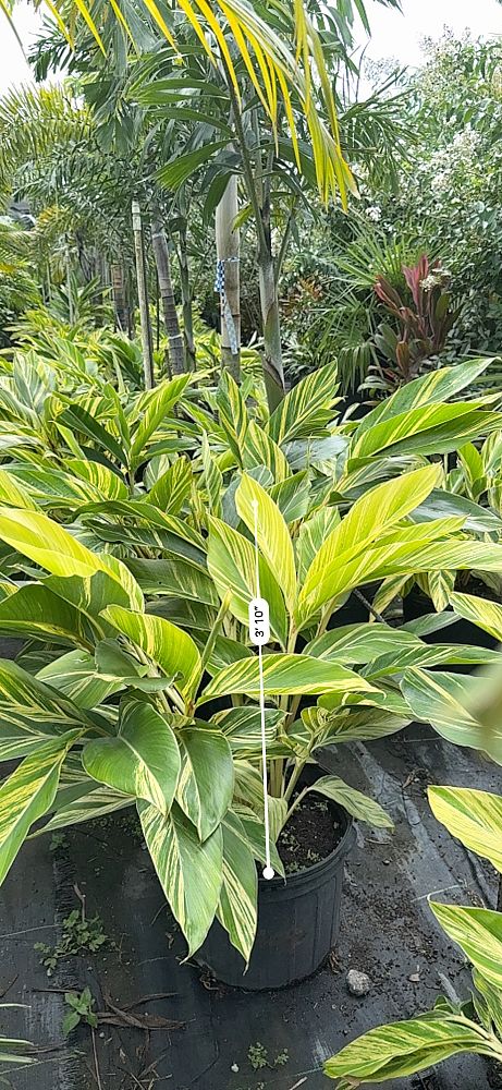 alpinia-zerumbet-shell-ginger-green
