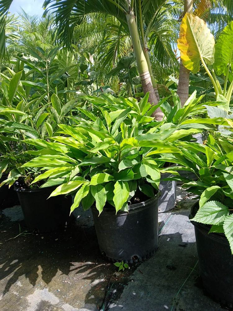 alpinia-zerumbet-shell-ginger-green