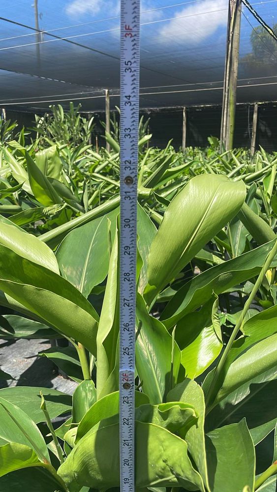 alpinia-zerumbet-shell-ginger-green