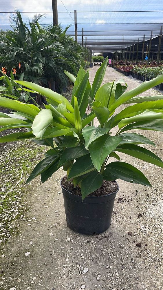 alpinia-zerumbet-shell-ginger-green